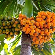 Areca Nut (Supari)